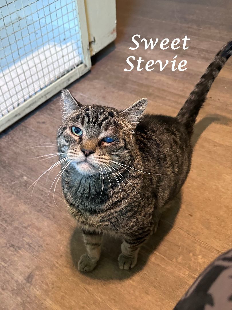 Enlarge Sweet STEVIE WONDER, a Adoptable Tabby in Monrovia, CA image 5/6