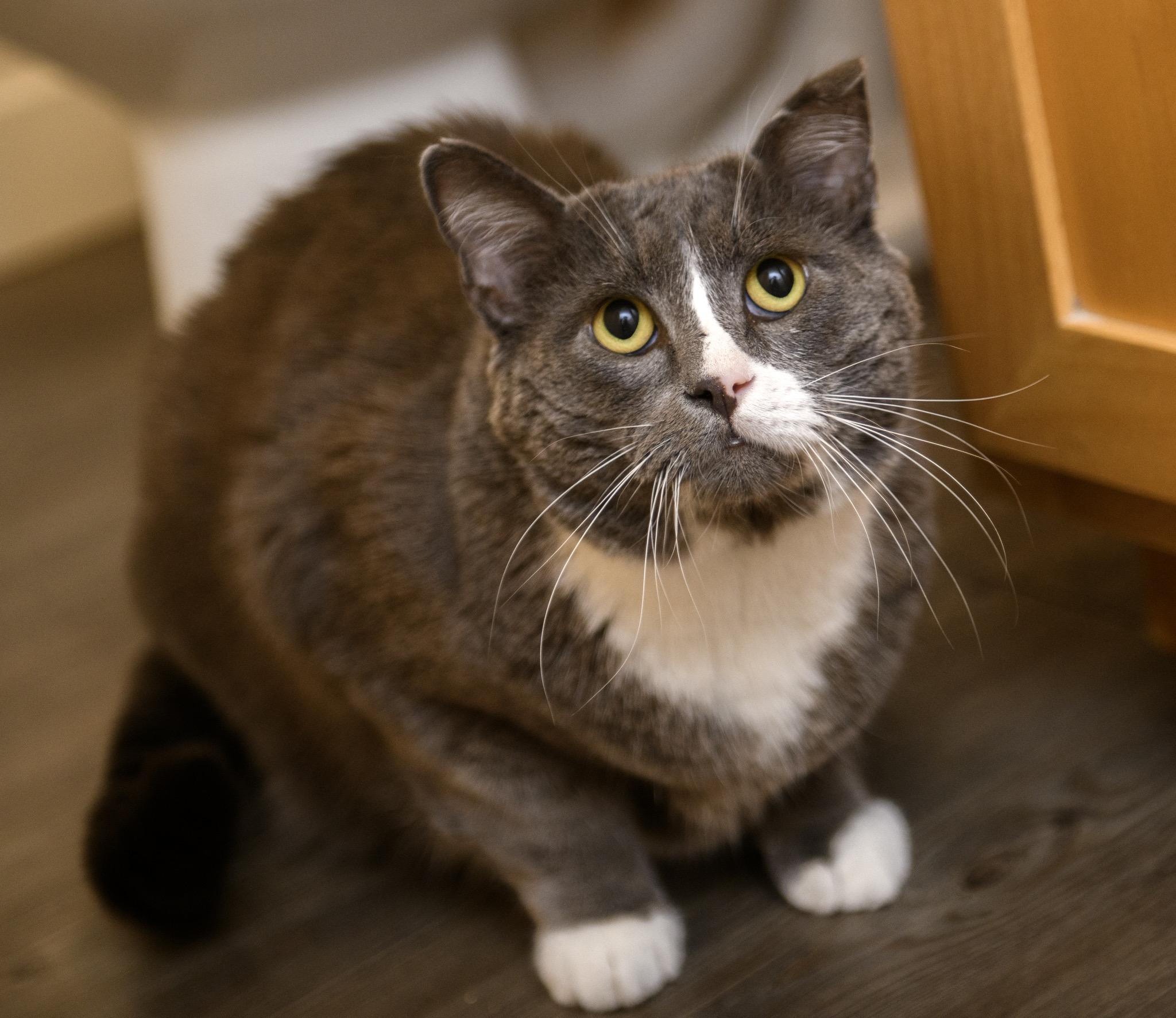 Enlarge Buddy, a Adoptable Domestic Short Hair in Seattle, WA image 4/6