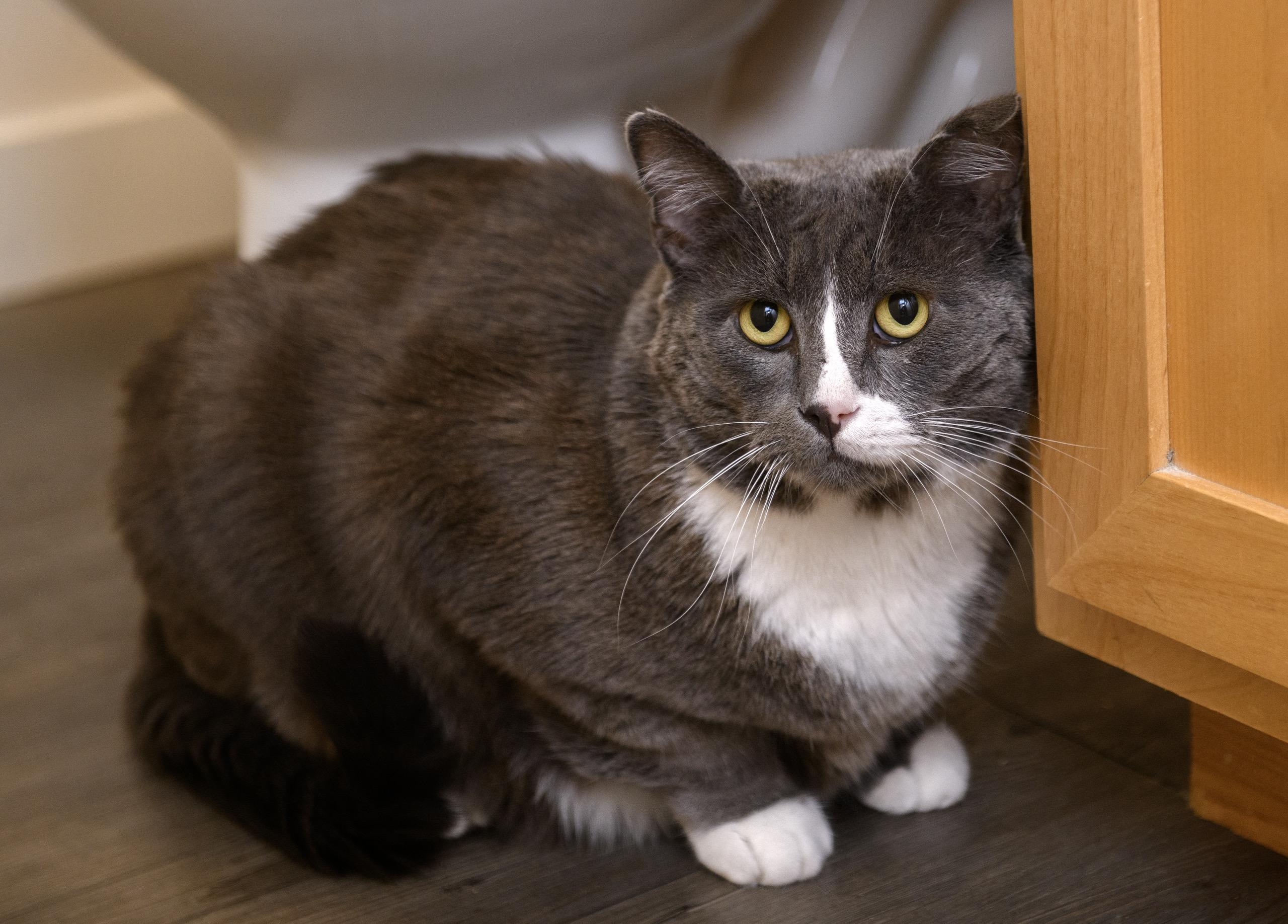 Enlarge Buddy, a Adoptable Domestic Short Hair in Seattle, WA image 5/6