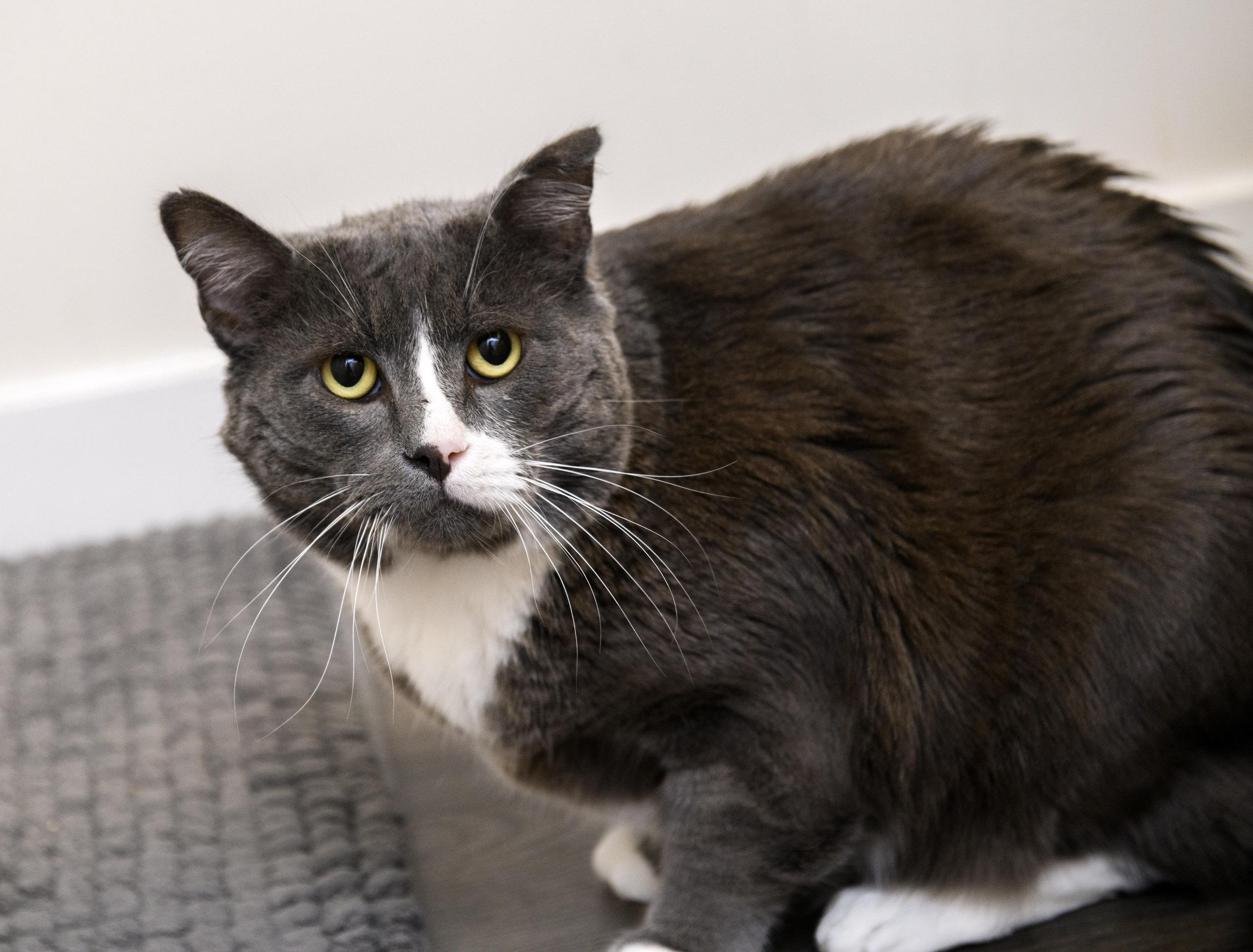 Enlarge Buddy, a Adoptable Domestic Short Hair in Seattle, WA image 6/6