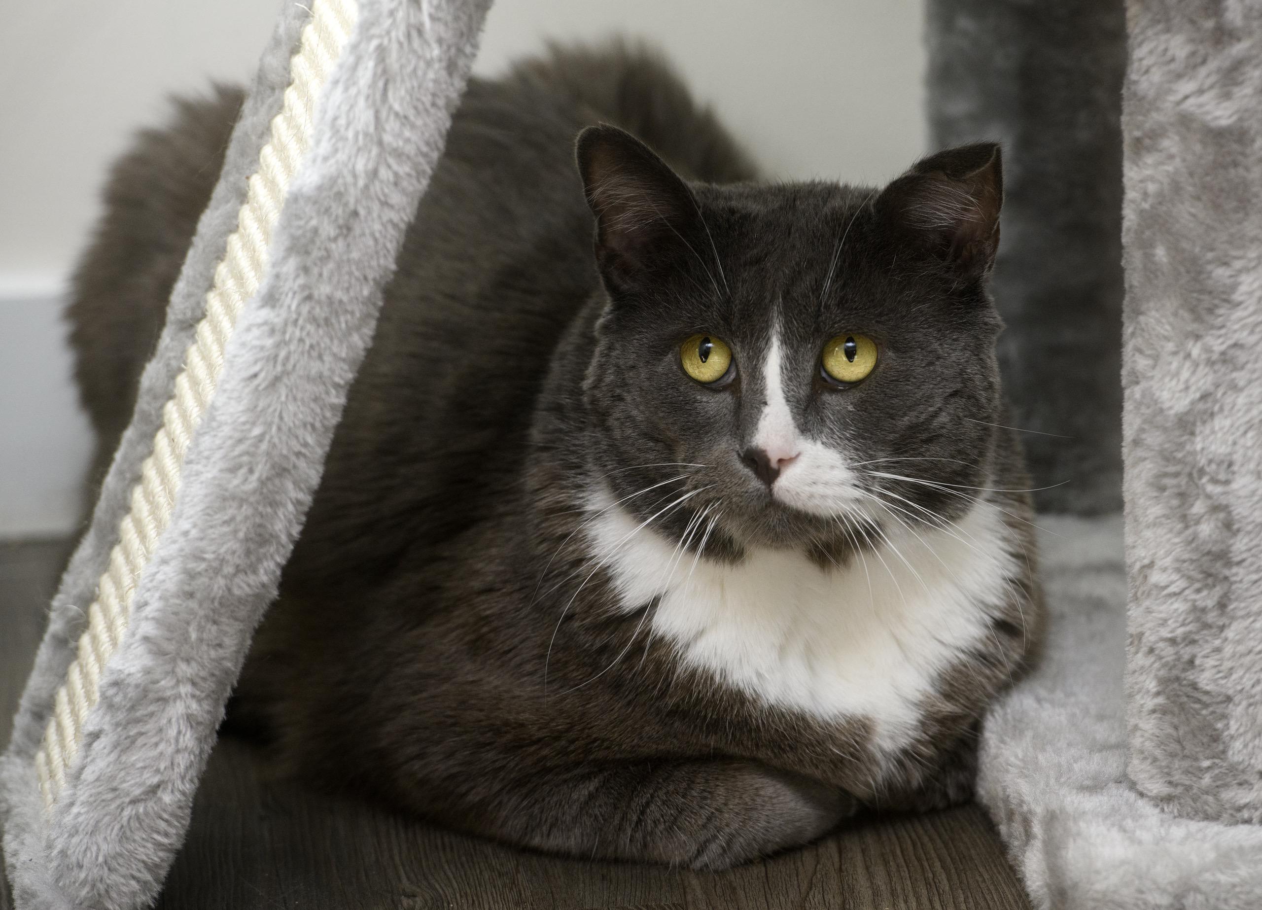Buddy, Adoptable, Adult Male Domestic Short Hair.