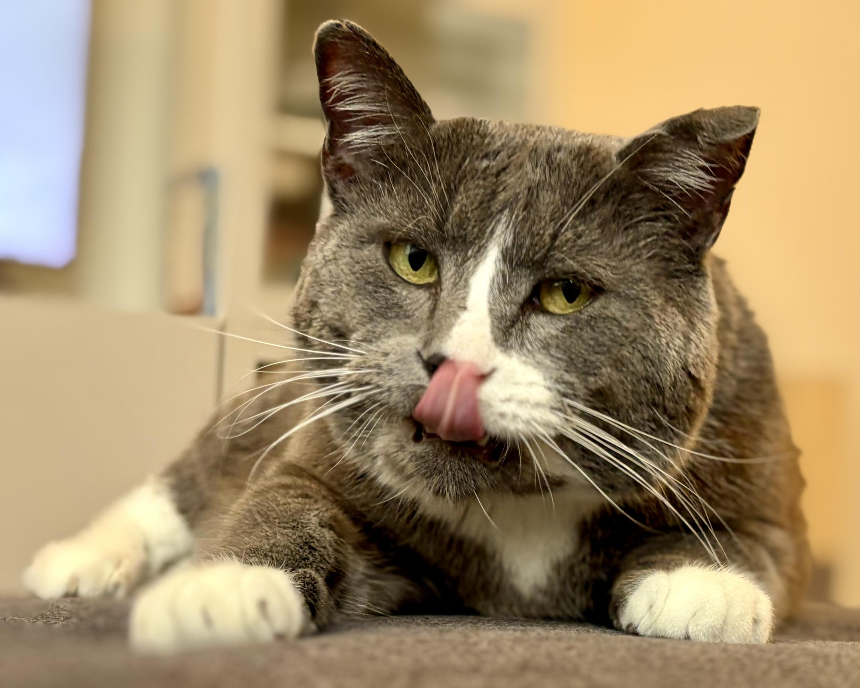 Enlarge Buddy, a Adoptable Domestic Short Hair in Seattle, WA image 2/6