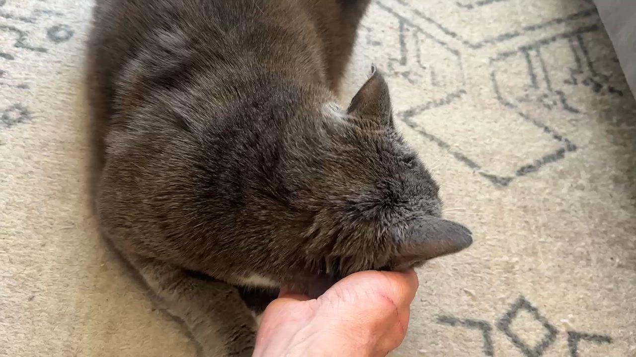 Enlarge Buddy, a Adoptable Domestic Short Hair in Seattle, WA video 3/6