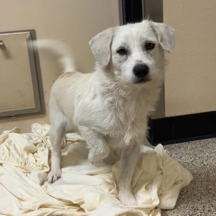 Enlarge Grover, a Adoptable Terrier in Brooklyn, NY image 2/6