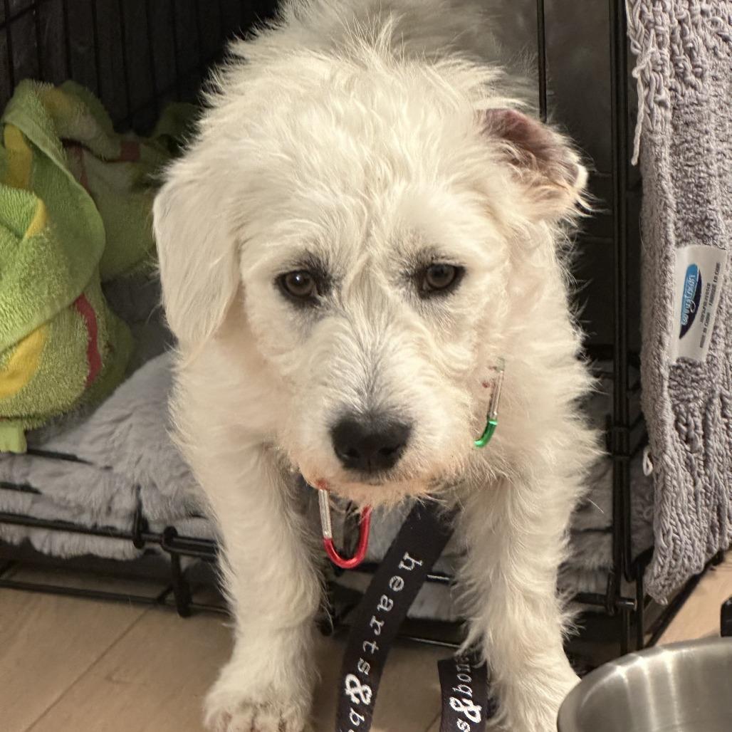Enlarge Grover, a Adoptable Terrier in Brooklyn, NY image 5/6