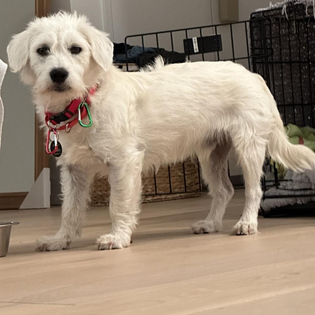 Enlarge Grover, a Adoptable Terrier in Brooklyn, NY image 6/6