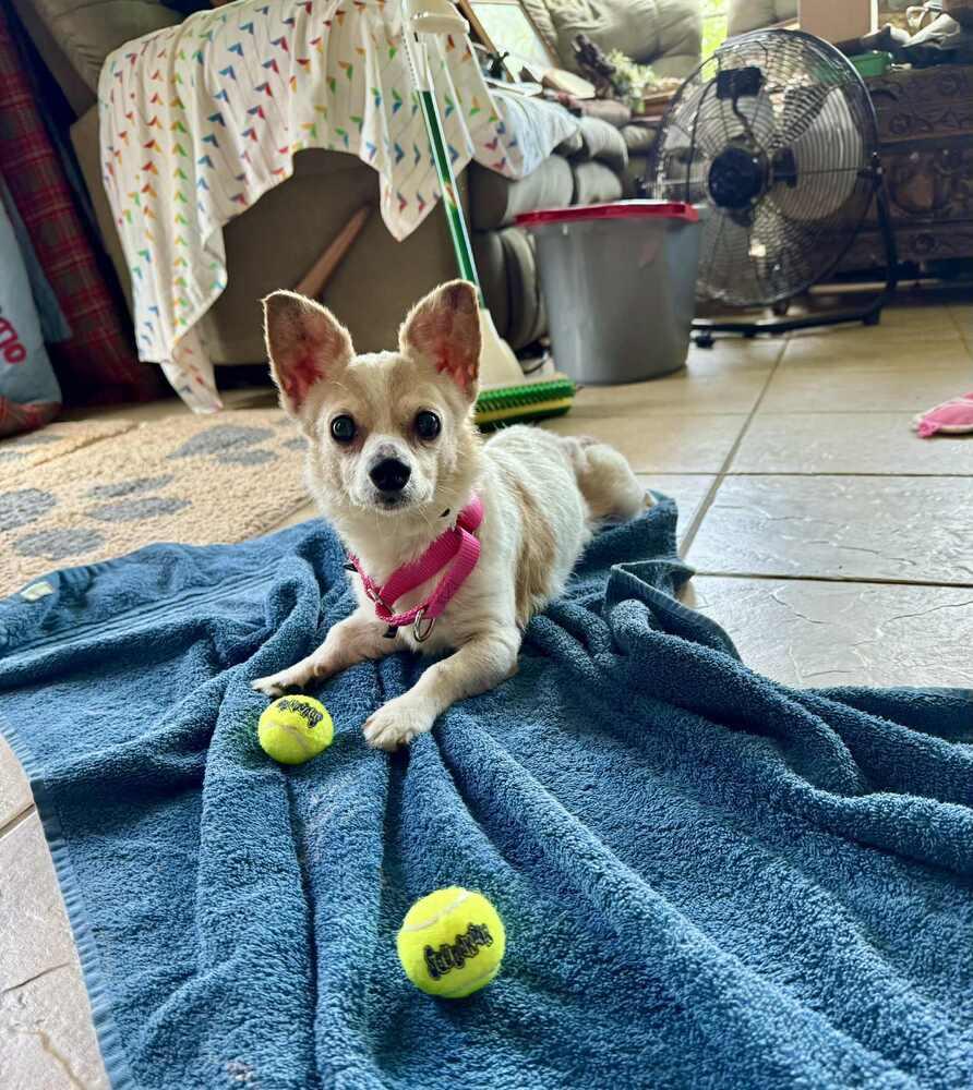 Enlarge Erni, a Adoptable mixed breed in Cloverdale, IN image 4/6