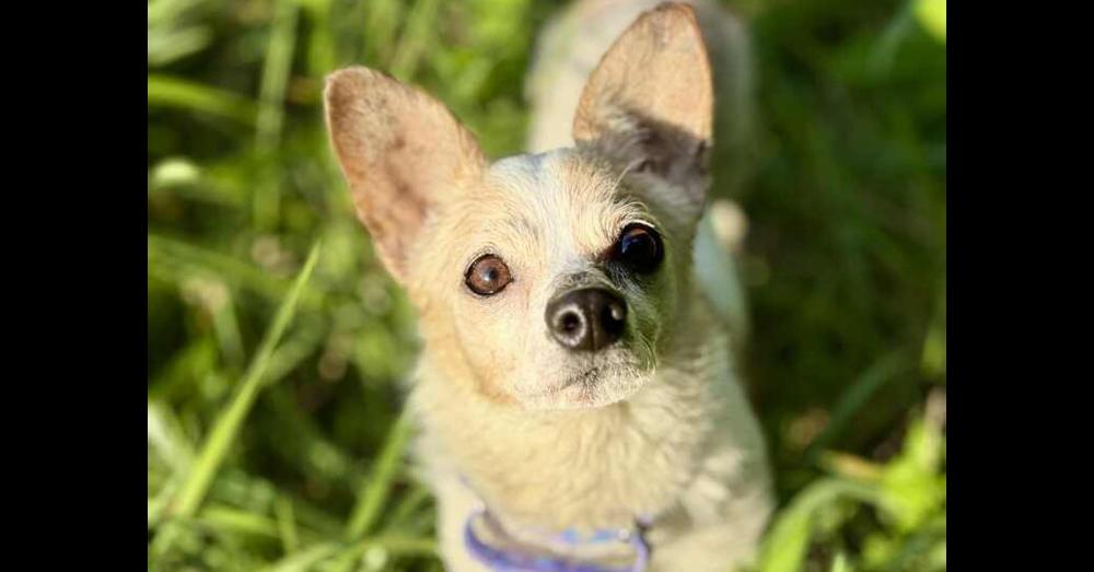 Enlarge Erni, a Adoptable mixed breed in Cloverdale, IN image 5/6