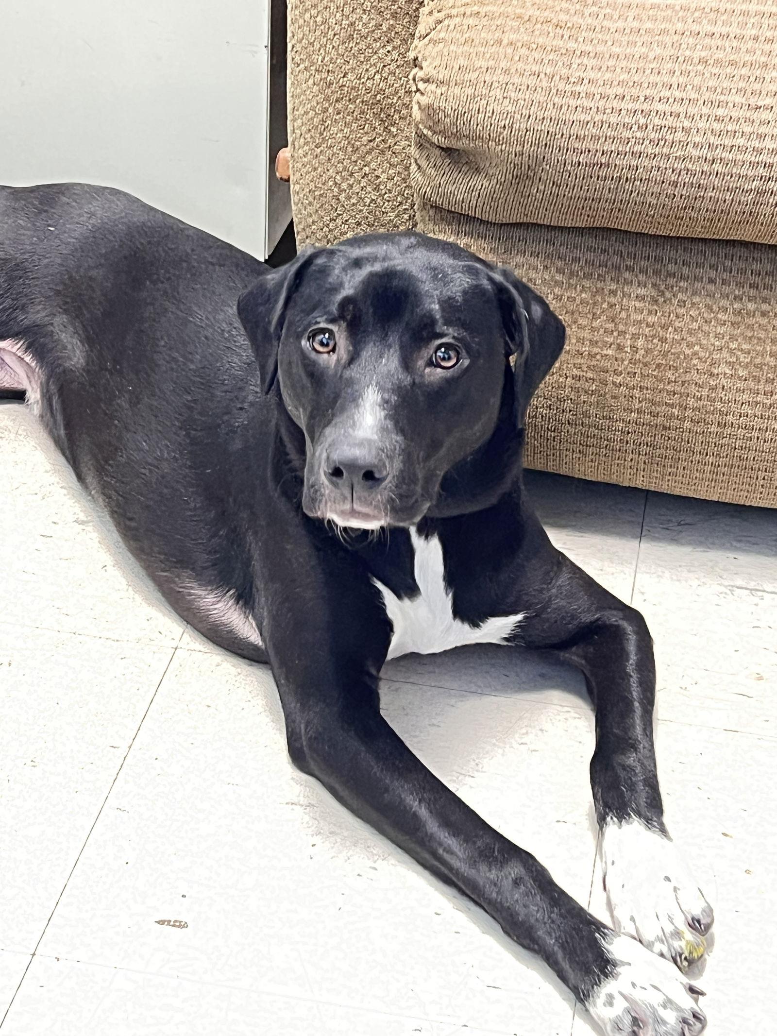 Avery, a Adoptable mixed breed in Webster, WI image 1/3