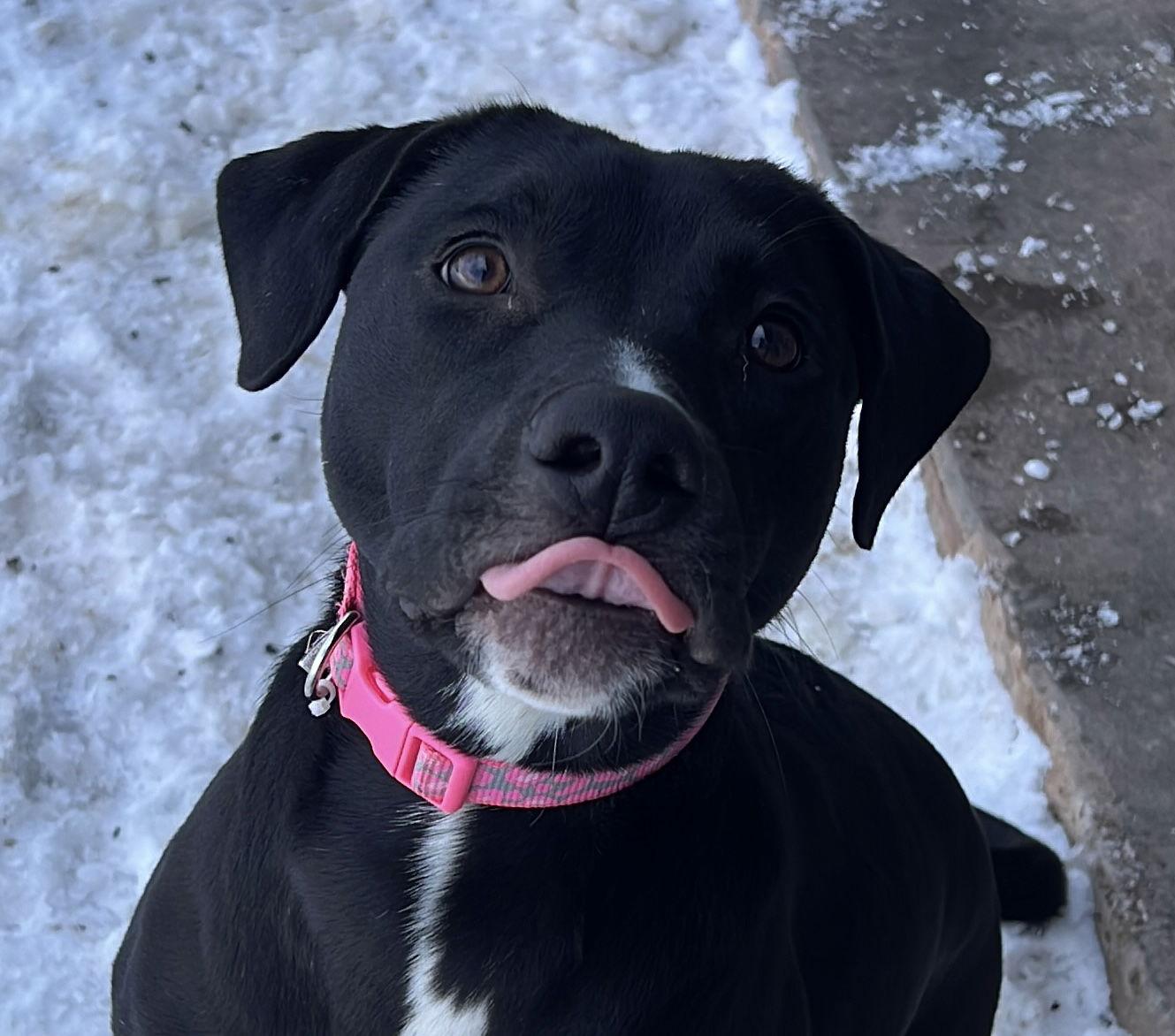 Avery, a Adoptable mixed breed in Webster, WI image 2/3