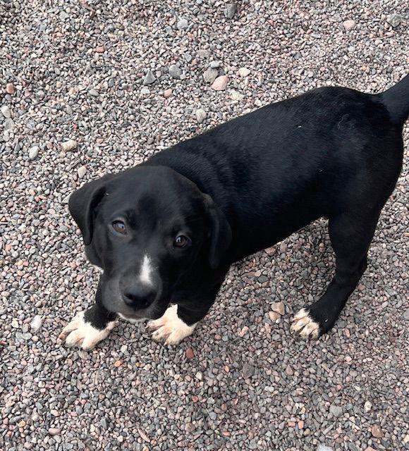 Avery, a Adoptable mixed breed in Webster, WI image 3/3