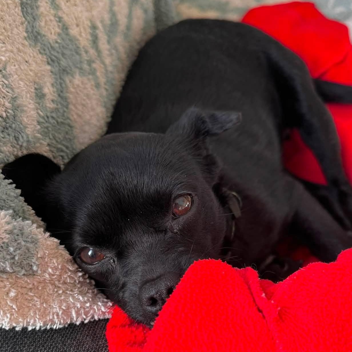 Enlarge BeBe, a ADOPTABLE mixed breed in Penfield, NY image 2/6