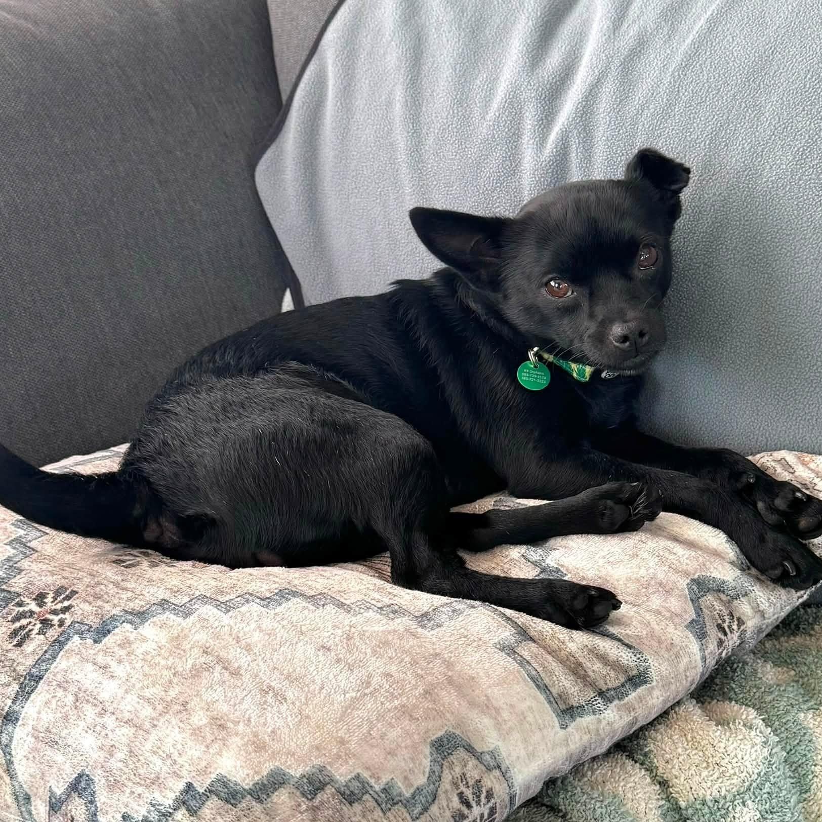 Enlarge BeBe, a ADOPTABLE mixed breed in Penfield, NY image 4/6
