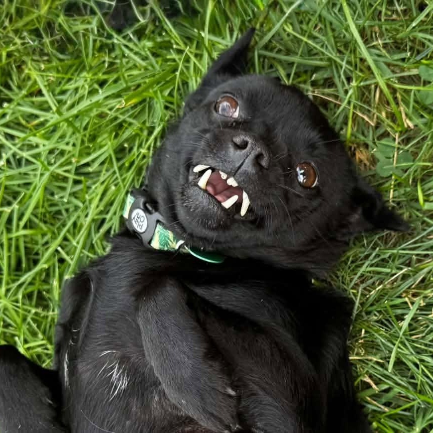 BeBe, ADOPTABLE, Adult Female Chihuahua.