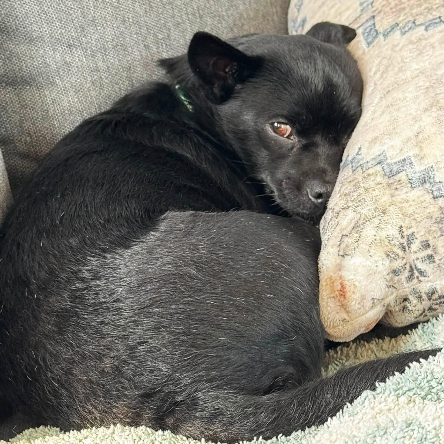 Enlarge BeBe, a ADOPTABLE mixed breed in Penfield, NY image 5/6