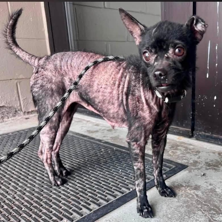 Enlarge BeBe, a ADOPTABLE mixed breed in Penfield, NY image 6/6