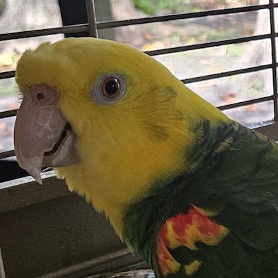 Scarlett, adopted, Adult Female Amazon.