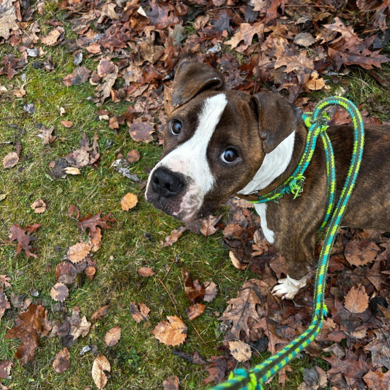 Jay Jay, Adult Male Mixed Breed