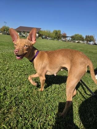 Erin Brockovich, Adoptable, Young Female Mixed Breed & Mixed Breed.