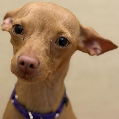 Enlarge Erin Brockovich, a Adoptable Mixed Breed in Pleasanton, CA image 2/3