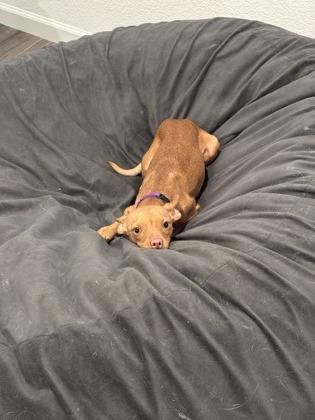 Enlarge Erin Brockovich, a Adoptable Mixed Breed in Pleasanton, CA image 3/3