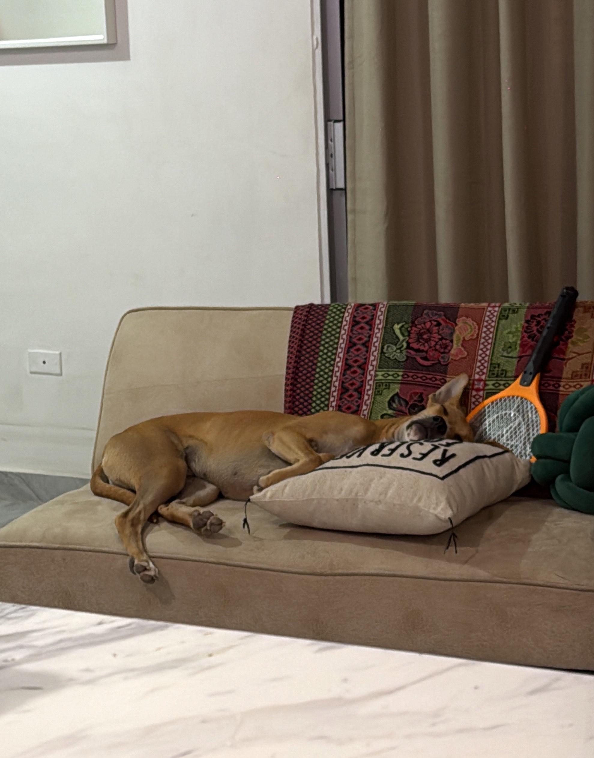 Chipi — thumbnail 2