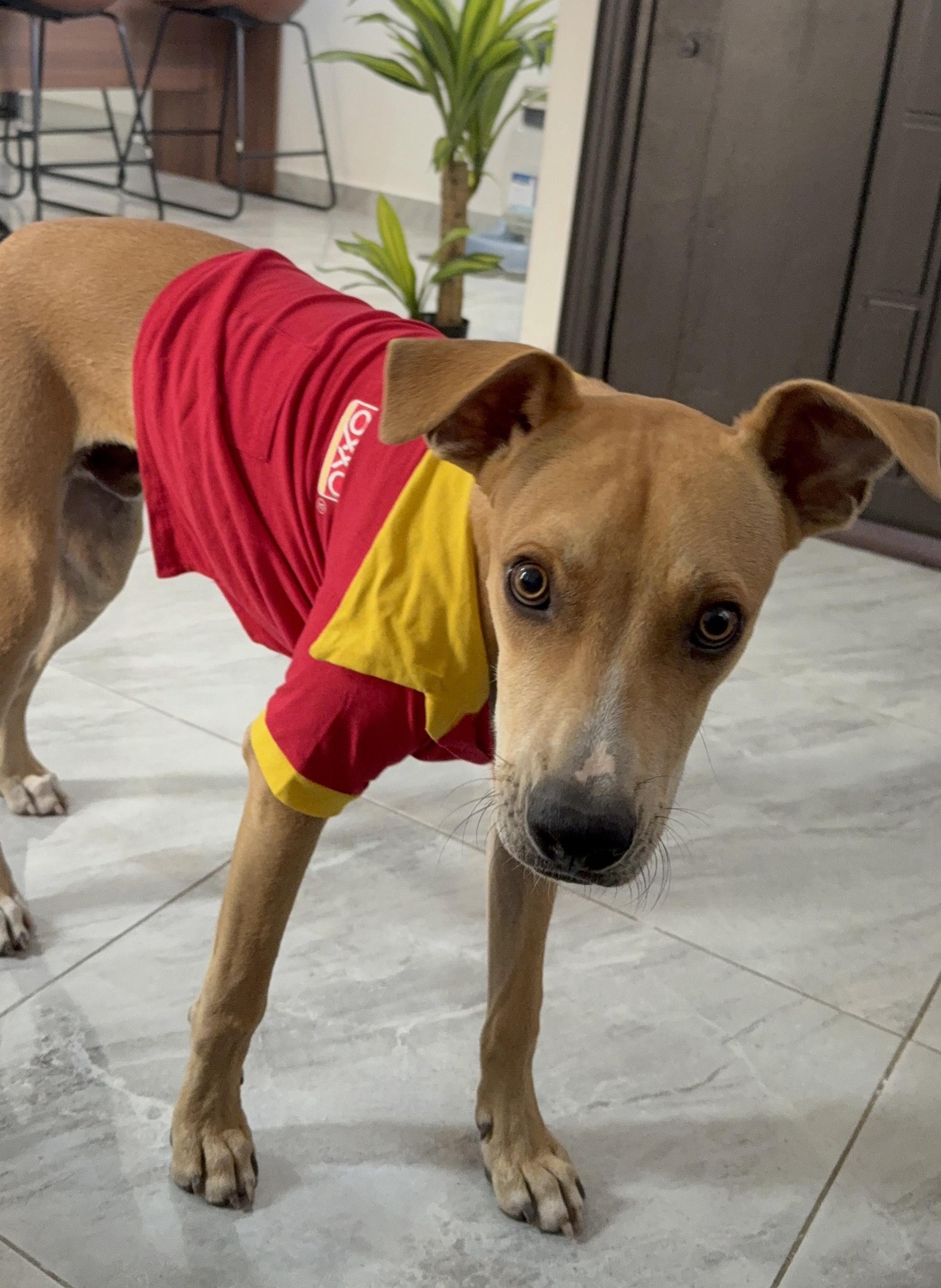 Chipi — thumbnail 3