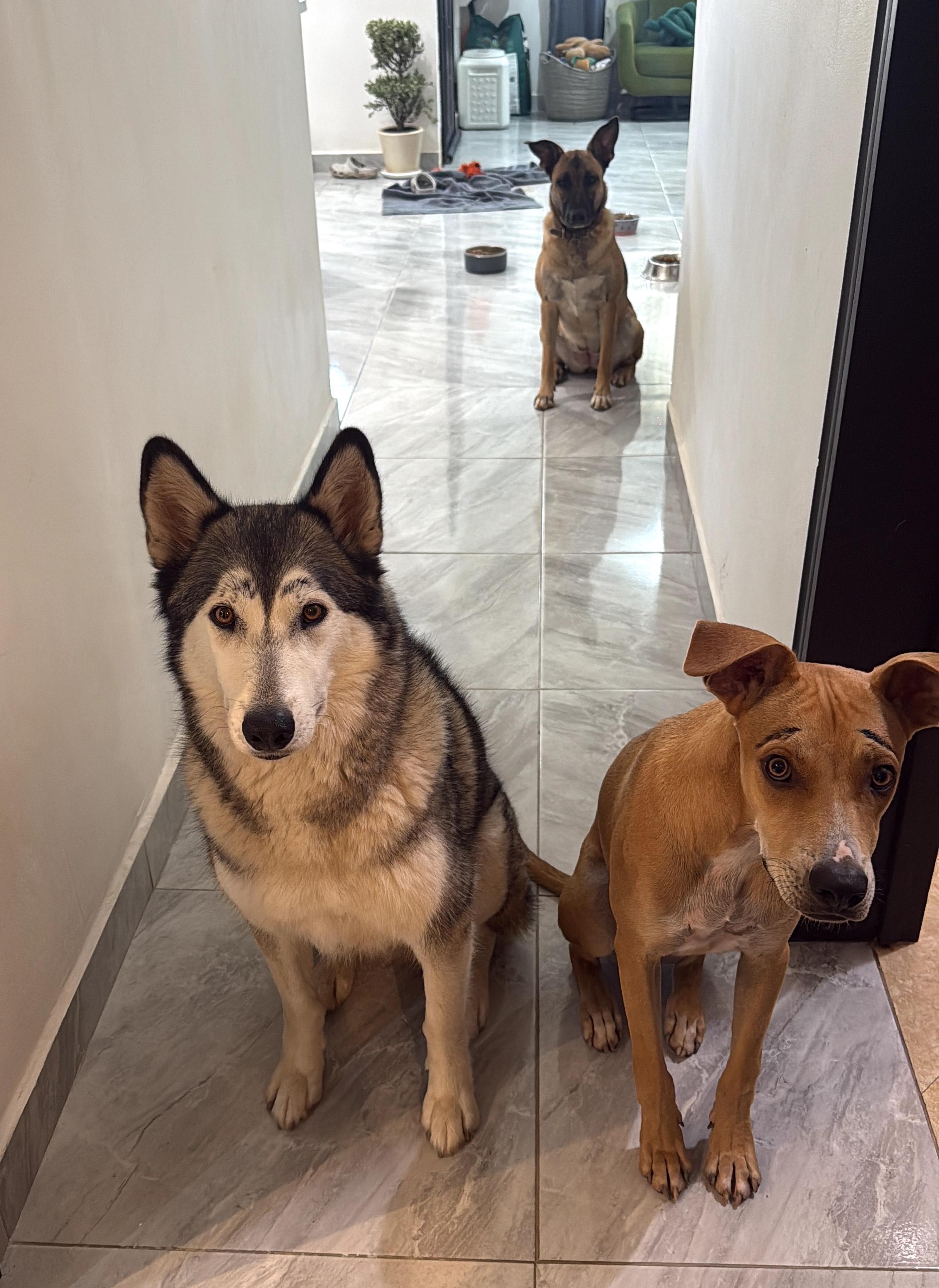 Chipi — thumbnail 4