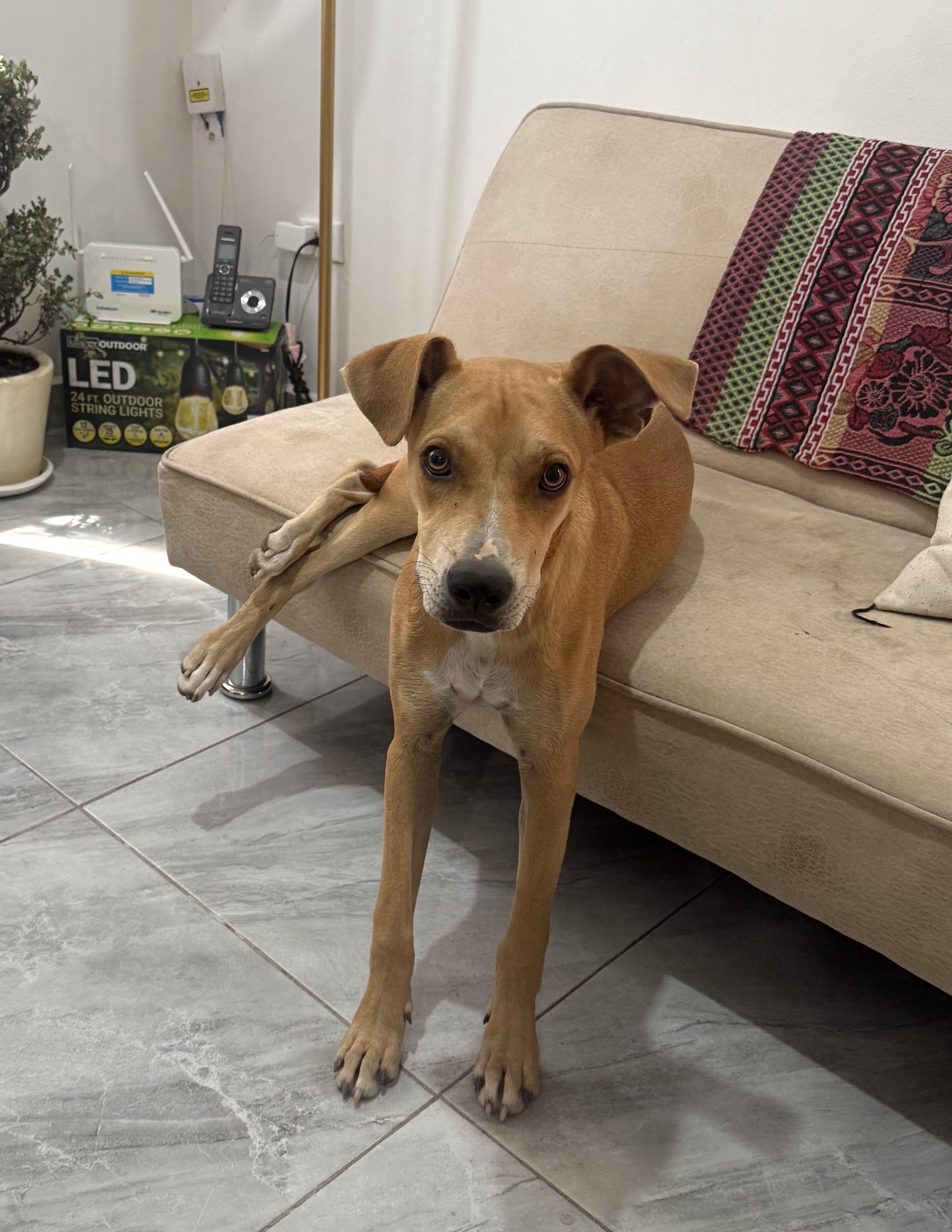 Chipi — thumbnail 5