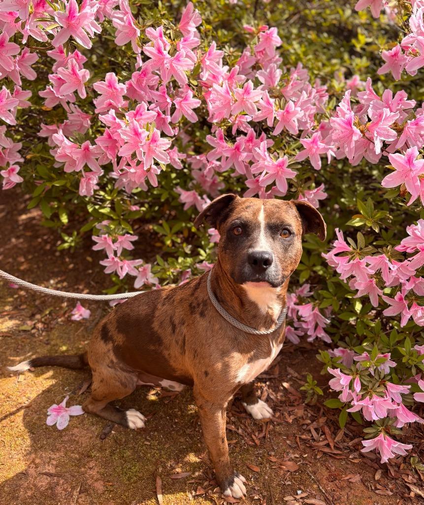 Hickory, Adoptable, Young Male Pit Bull Terrier.
