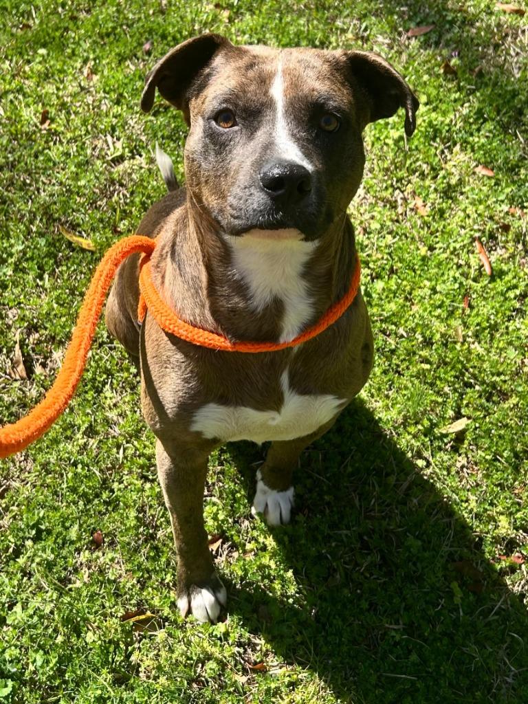 Enlarge Hickory, a Adoptable Pit Bull Terrier in Madison, GA image 2/2