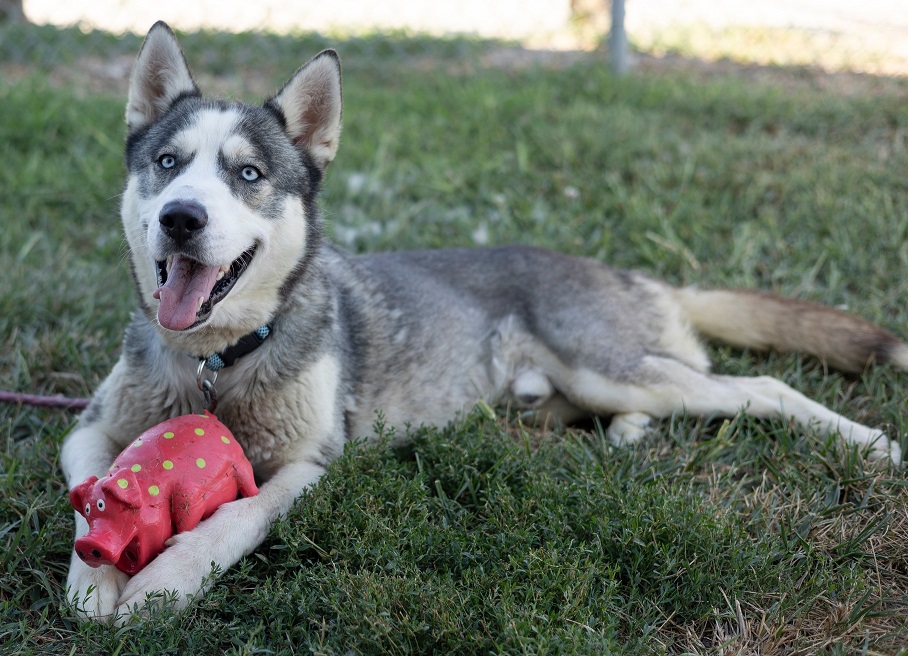 Ashby (Ash), Adopted, Adult Male Husky.
