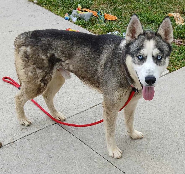 Enlarge Ashby (Ash), a Adopted Husky in Creston, IA image 4/4