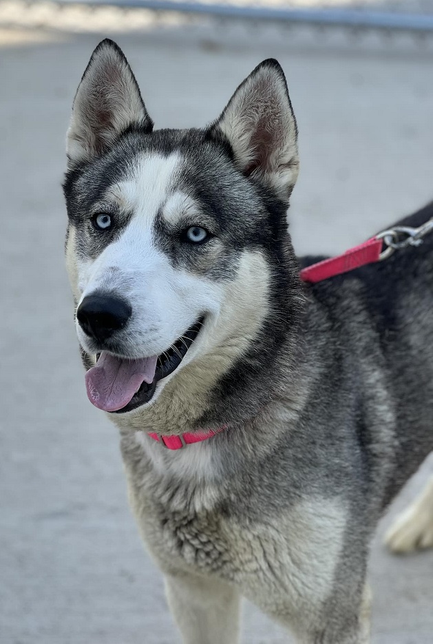 Enlarge Ashby (Ash), a Adopted Husky in Creston, IA image 2/4
