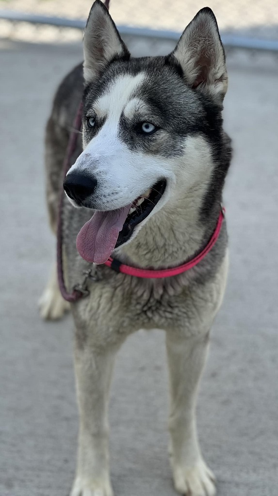 Enlarge Ashby (Ash), a Adopted Husky in Creston, IA image 3/4