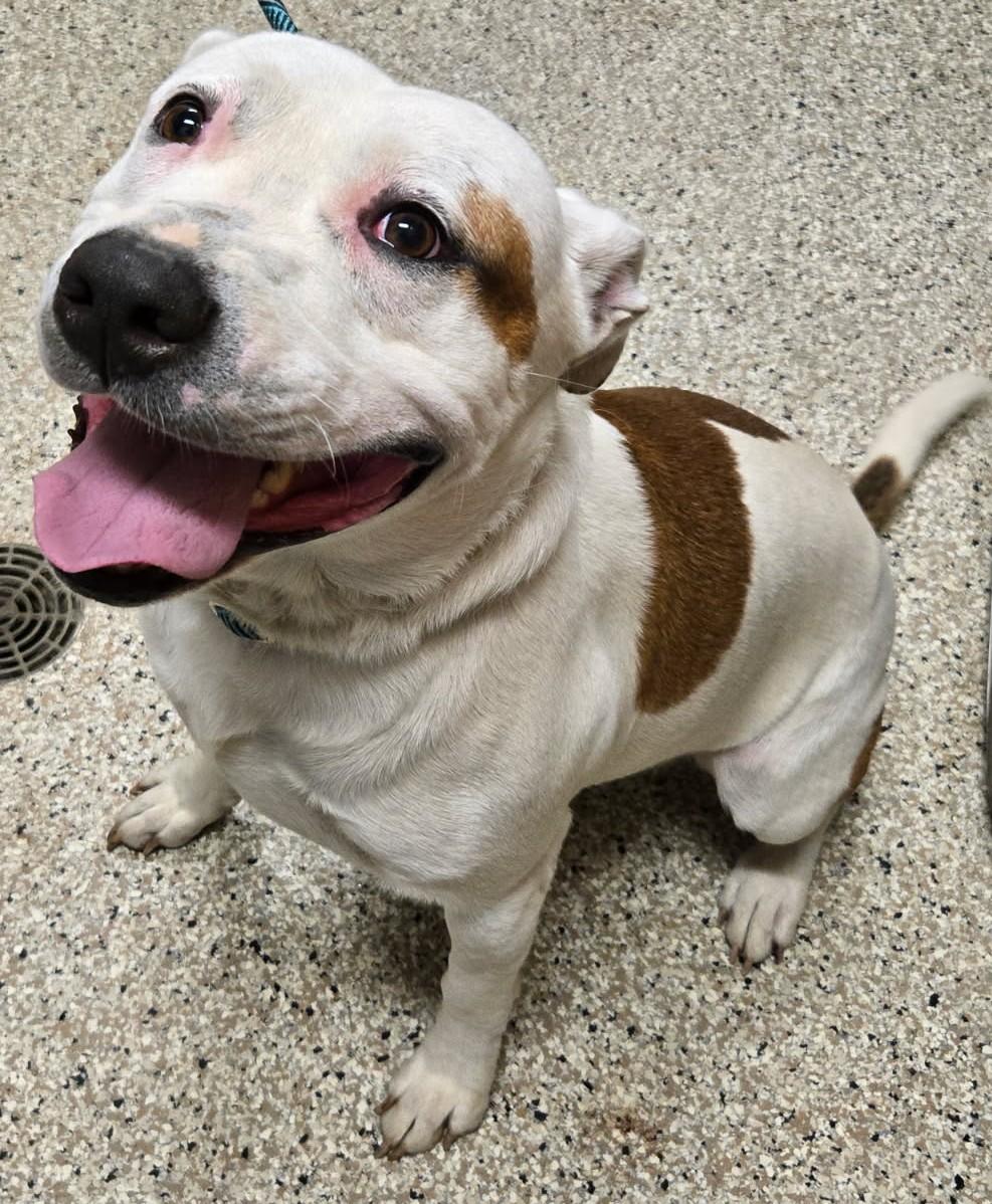 Cody, Adoptable, Adult Male Pit Bull Terrier & Bull Terrier.