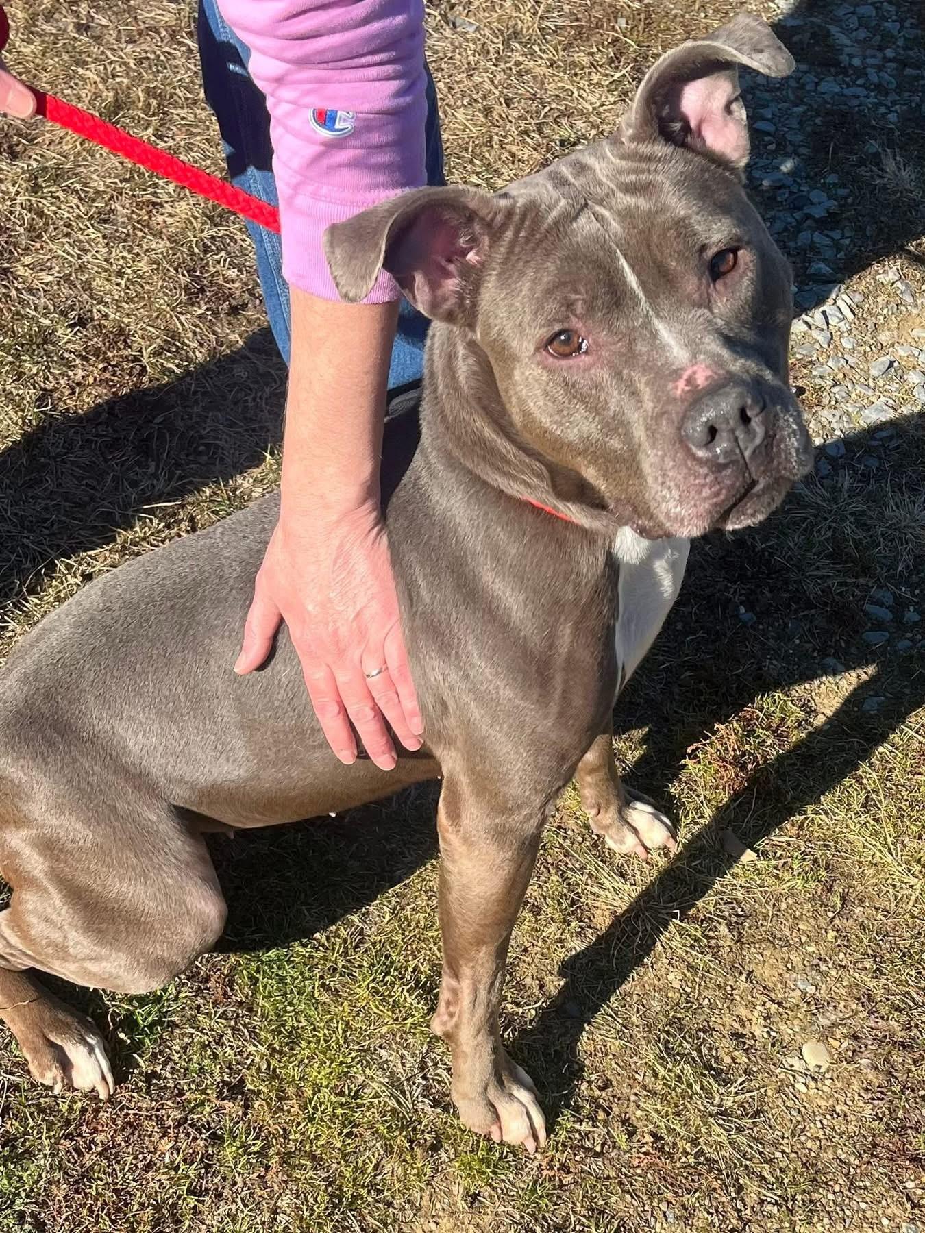 Rayah, ADOPTABLE, Young Female Pit Bull Terrier.