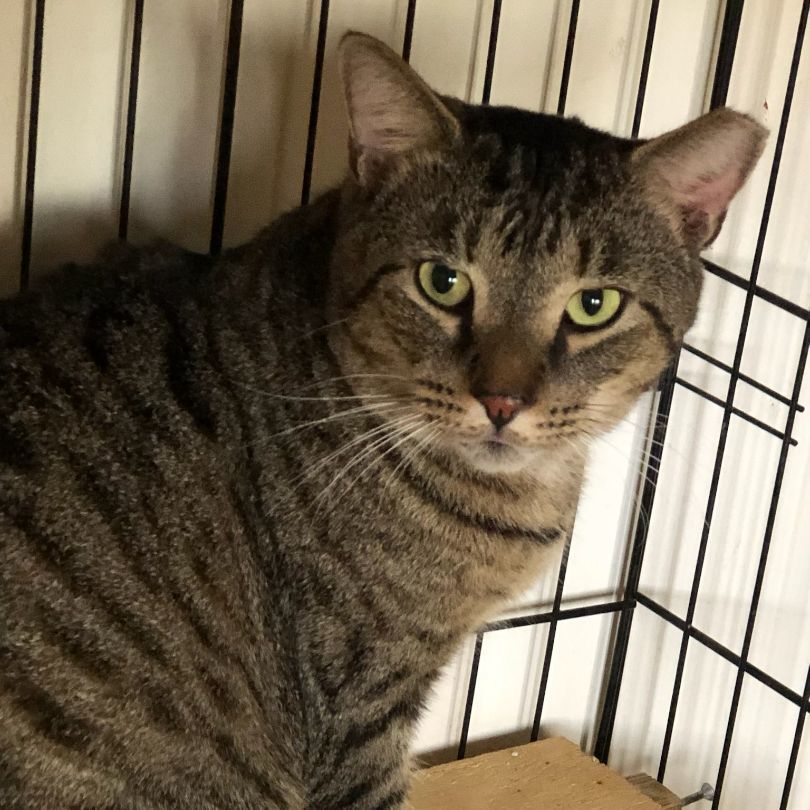 Marcos, Adoptable, Adult Male Tiger.