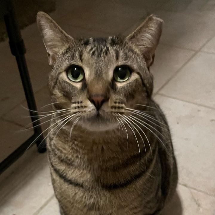 Enlarge Marcos, a Adoptable Tiger in Fort Lauderdale, FL image 2/3