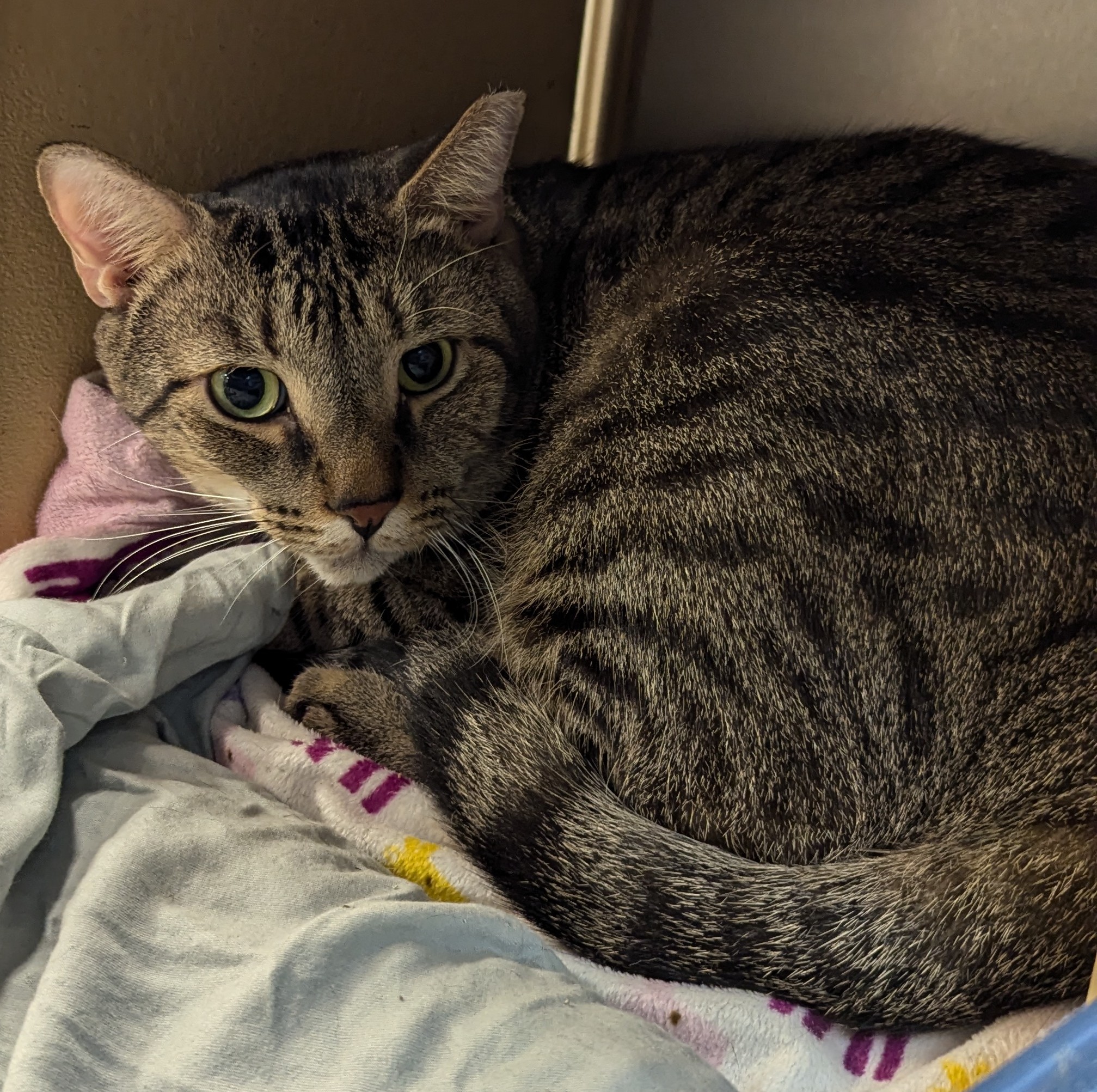 Enlarge Marcos, a Adoptable Tiger in Fort Lauderdale, FL image 3/3