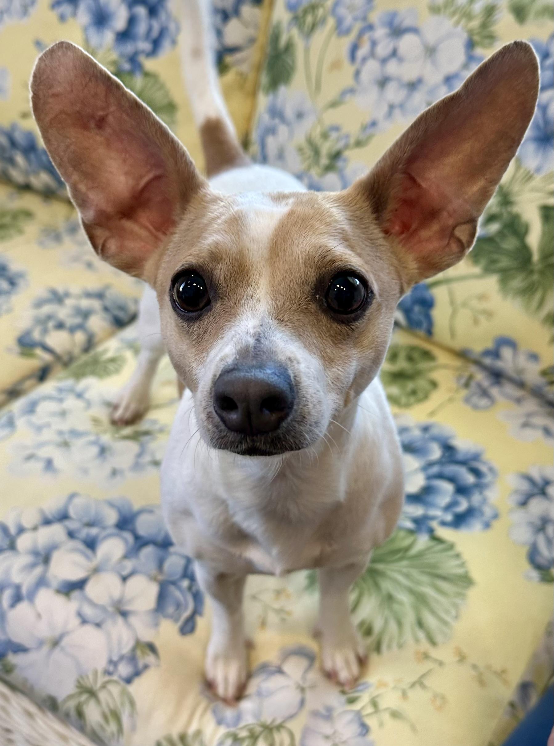 Enlarge Ruthie , a Adoptable mixed breed in Lawrenceville, GA image 1/3
