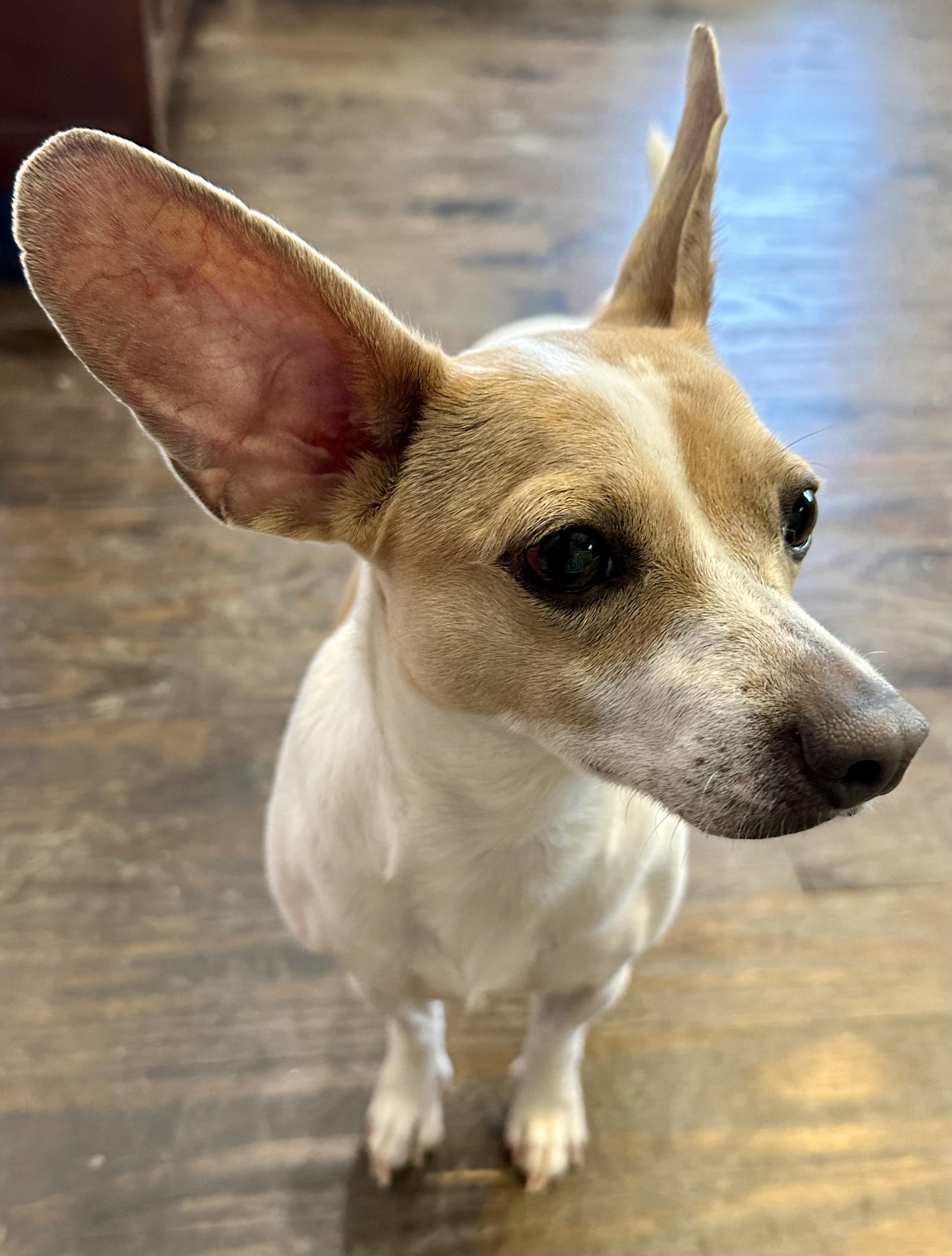 Enlarge Ruthie , a Adoptable mixed breed in Lawrenceville, GA image 2/3