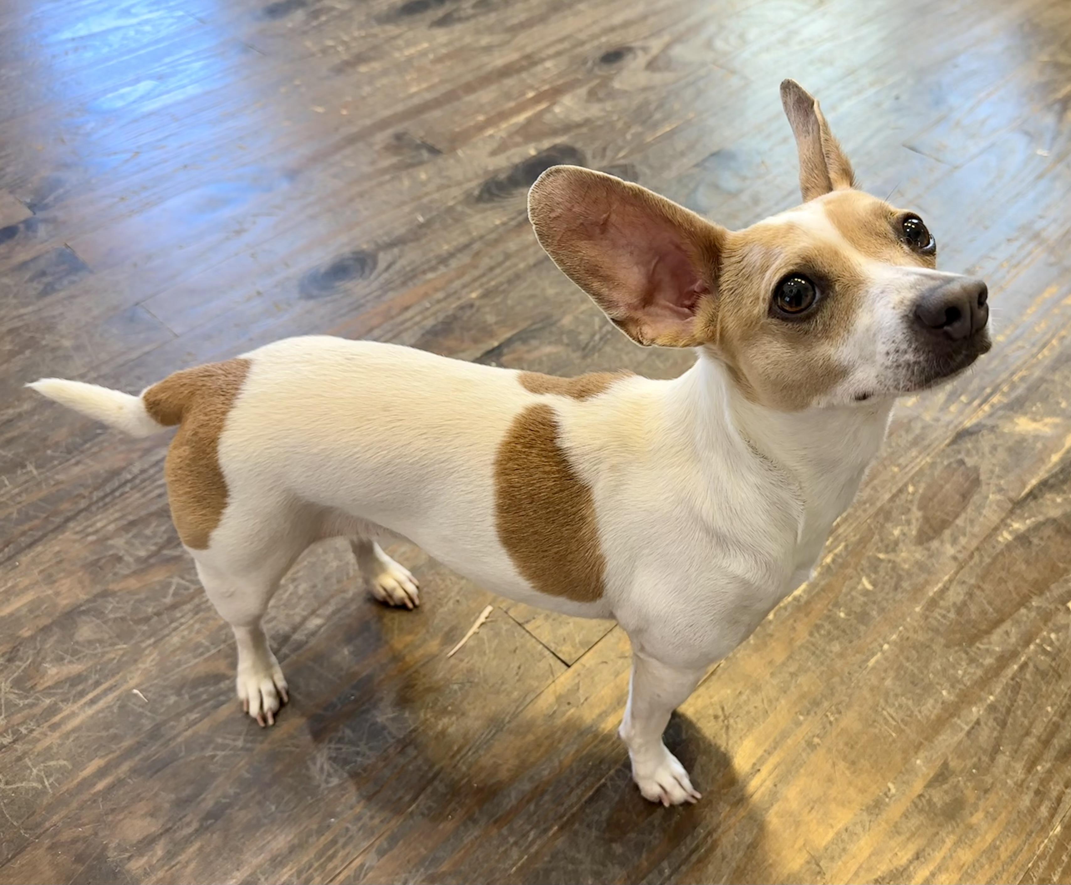 Enlarge Ruthie , a Adoptable mixed breed in Lawrenceville, GA image 3/3