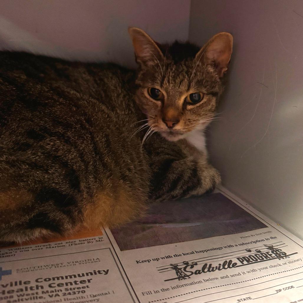 Enlarge Veruca, a Adoptable Domestic Short Hair in Marion, VA image 1/1