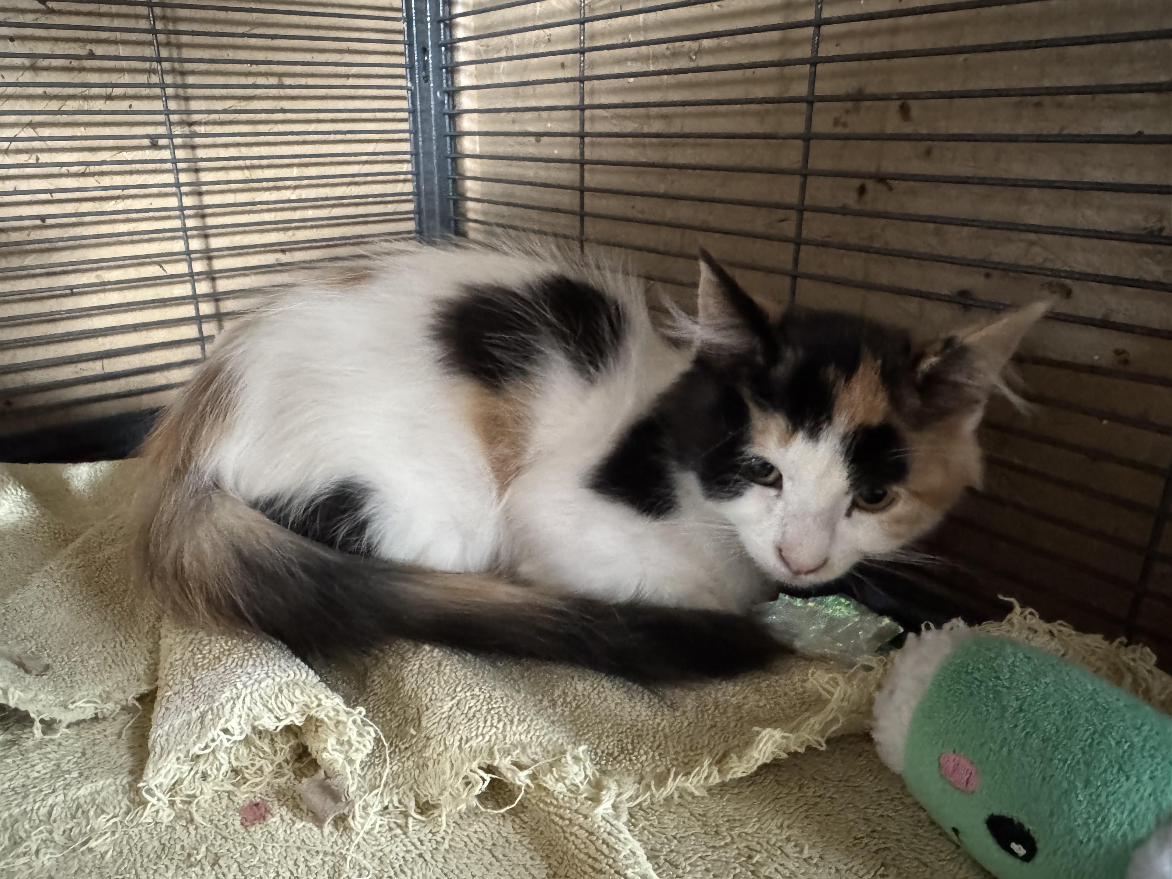 Polly, ADOPTABLE, Young Female Domestic Medium Hair.