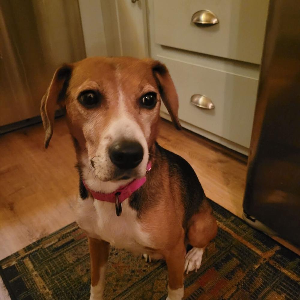 Morticia, Adoptable, Adult Female Beagle.