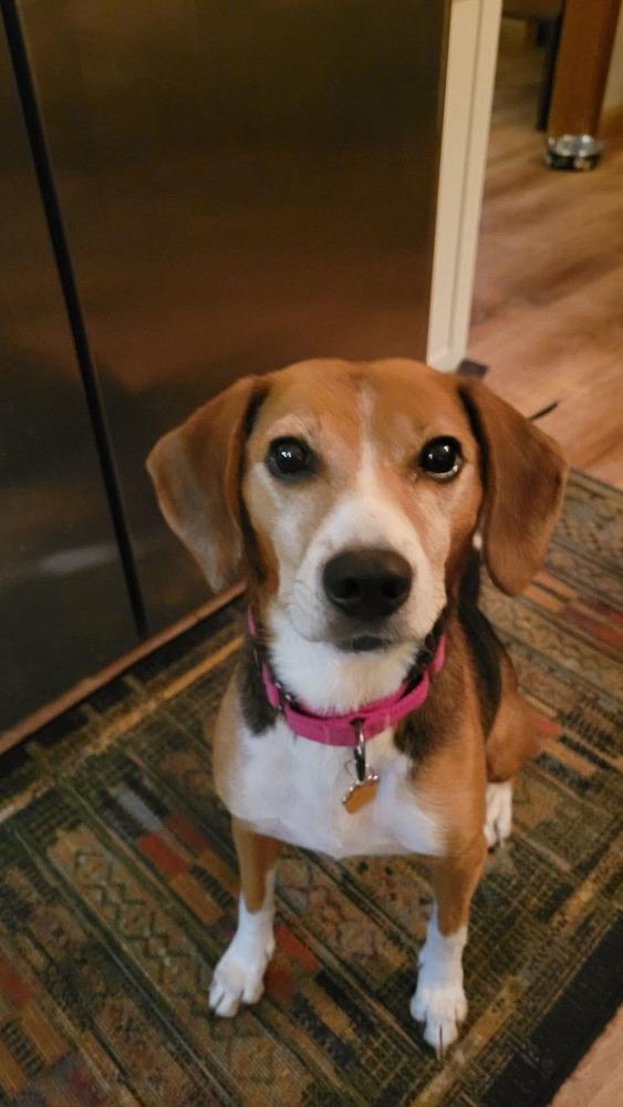 Morticia, a Adoptable mixed breed in Wausau, WI image 2/3