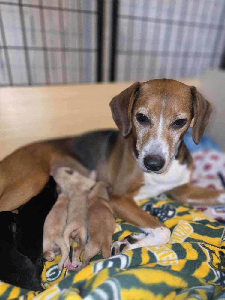 Morticia, a Adoptable mixed breed in Wausau, WI image 3/3