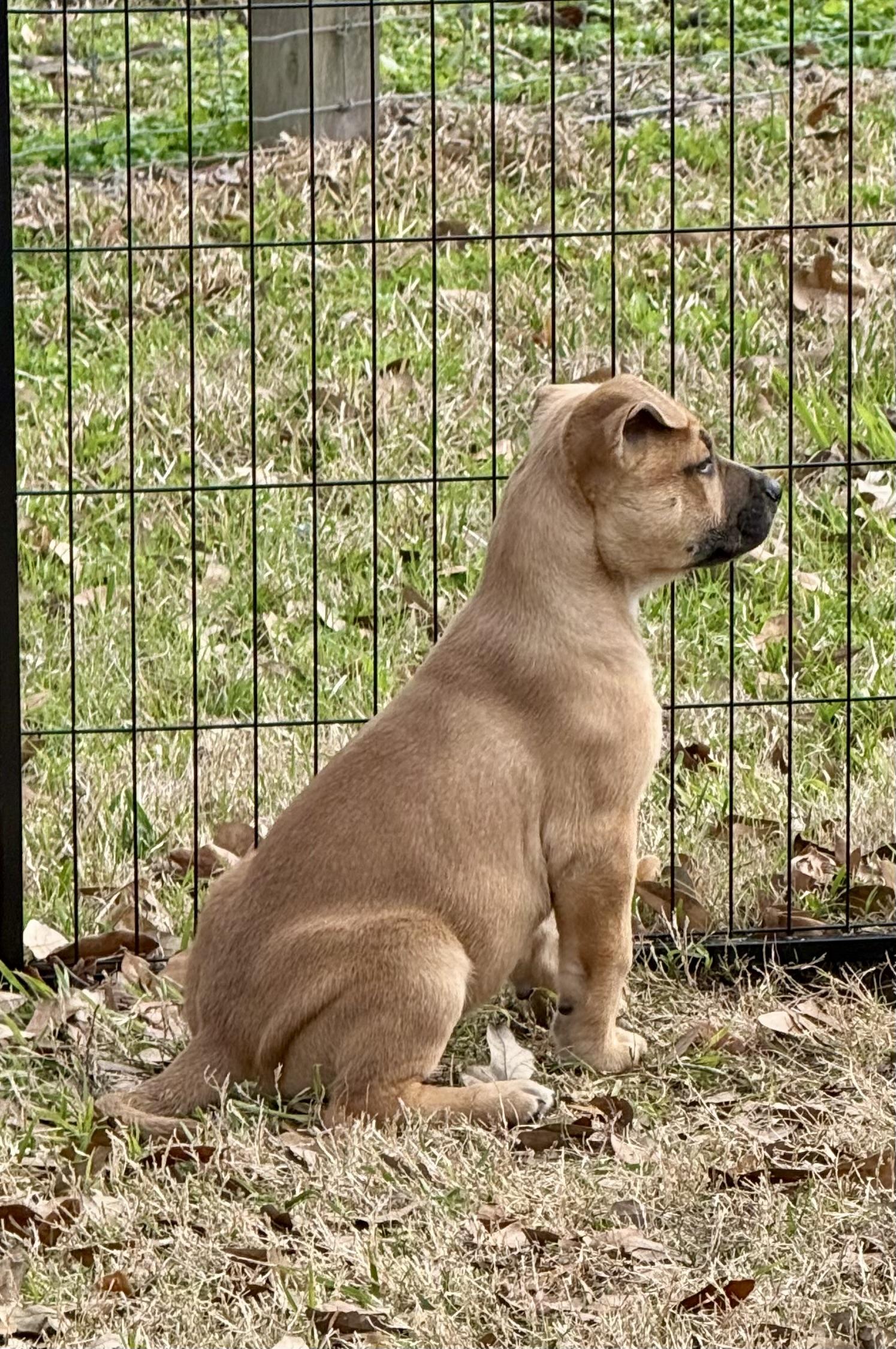 Cosette — thumbnail 3