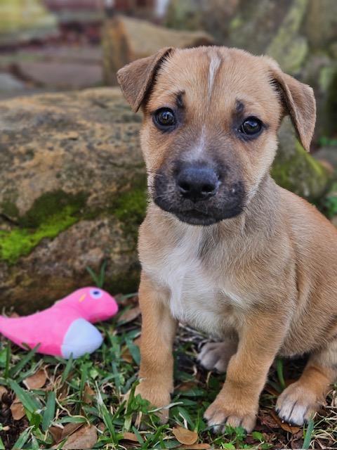 Cosette — thumbnail 4